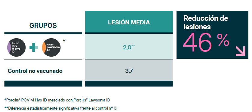 Tabla comparativa de duración de estudios de inmunidad para protección contra Mesomycoplasma hyopneumoniae